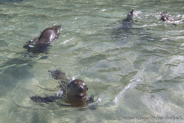 galapagos